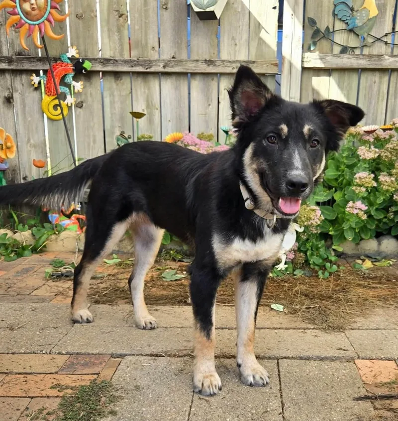 An adult medium-sized female Tricolor (Brown, Black, & White) Australian Shepherd dog named Marlowe for adoption in Sioux City, IA