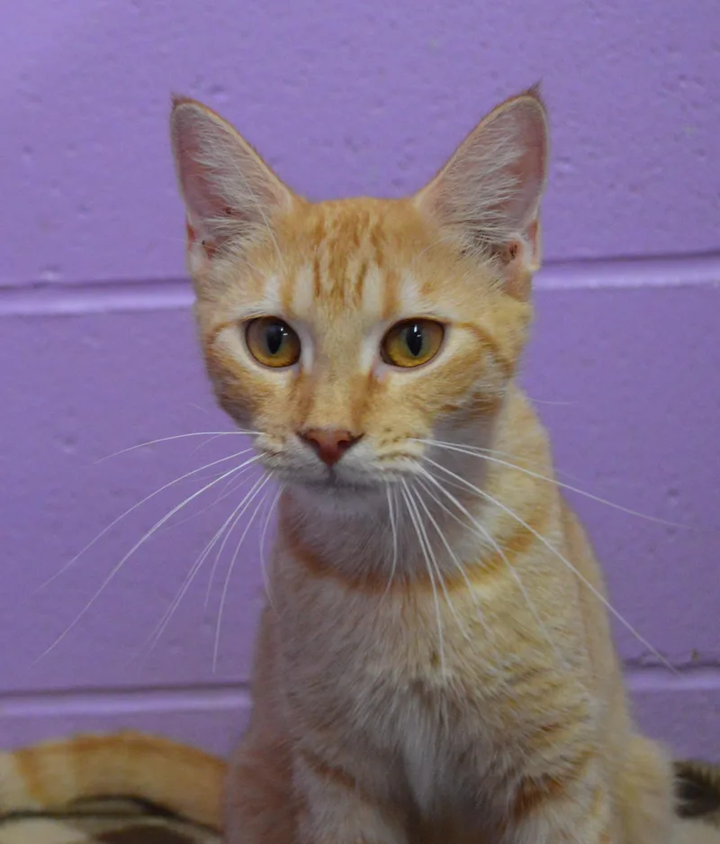 A young medium-sized female Orange / Red Domestic Short Hair cat named Marion for adoption in House Springs, MO