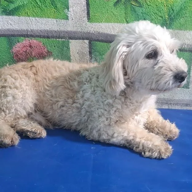Mr. Fluffy Buster