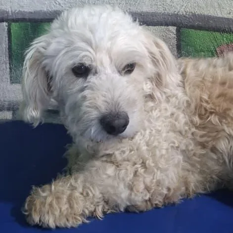 Mr. Fluffy Buster thumbnail 3