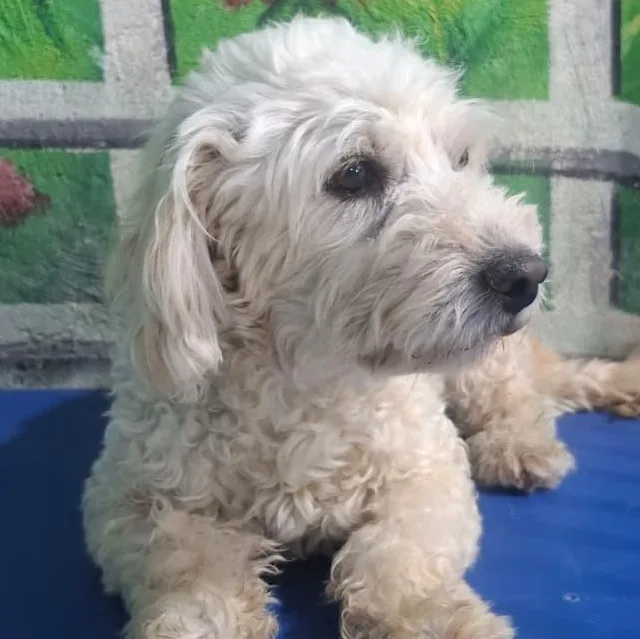 Mr. Fluffy Buster thumbnail 5