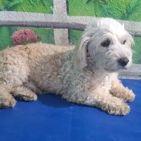 Mr. Fluffy Buster thumbnail 6