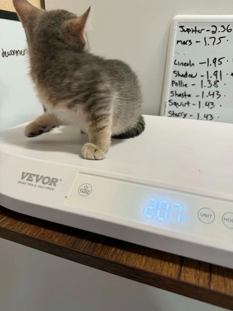A baby small-sized male Domestic Short Hair cat named Rascal for adoption in La Verkin, UT