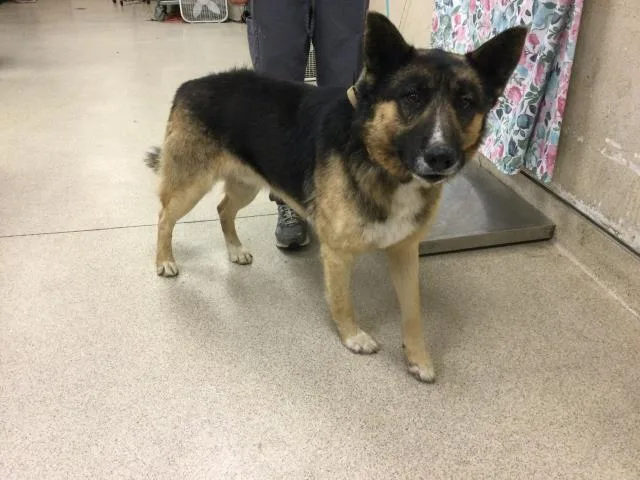 A young large-sized male German Shepherd Dog dog named Delgado for adoption in Riverside, CA