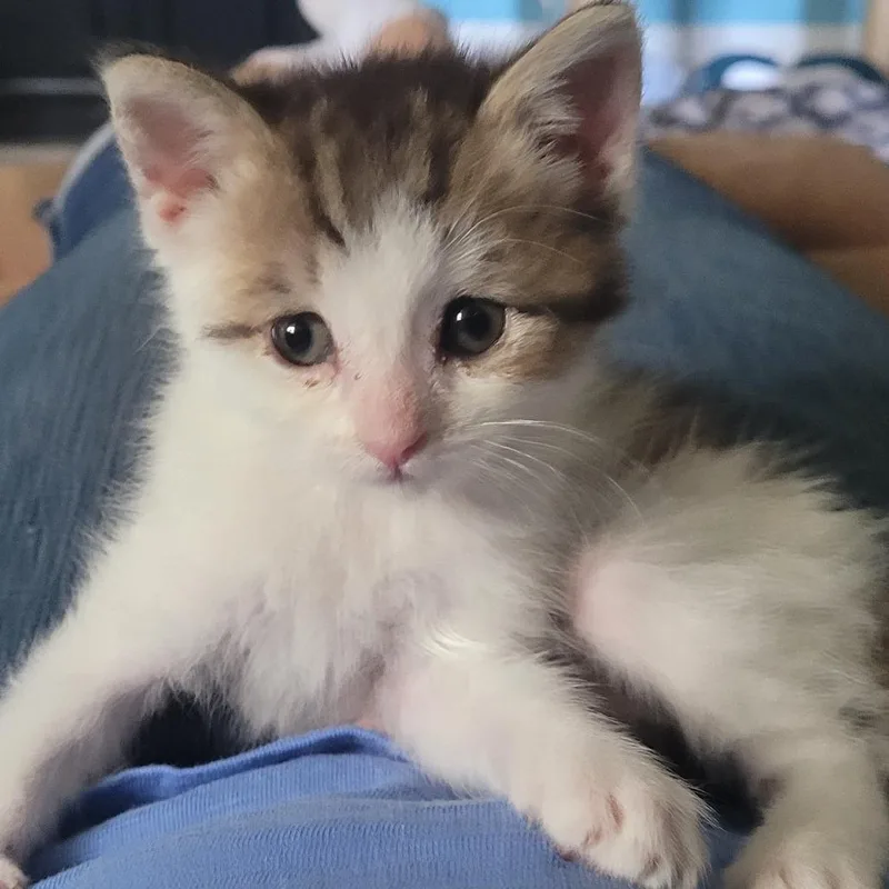 A young medium-sized female Brown / Chocolate Domestic Short Hair cat named Celsius for adoption in East Smithfield , PA