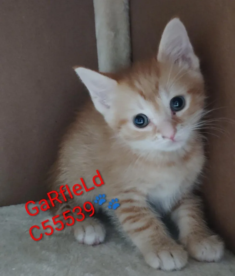 Garfield