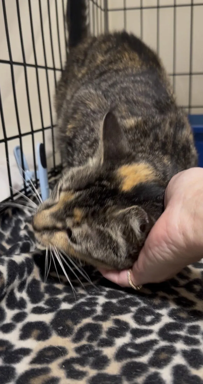 Elainewillow Grove thumbnail 2