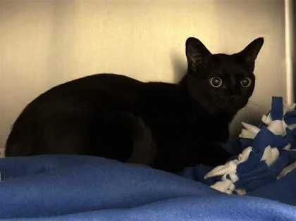 A young small-sized female Domestic Short Hair cat named Bones for adoption in Seattle, WA