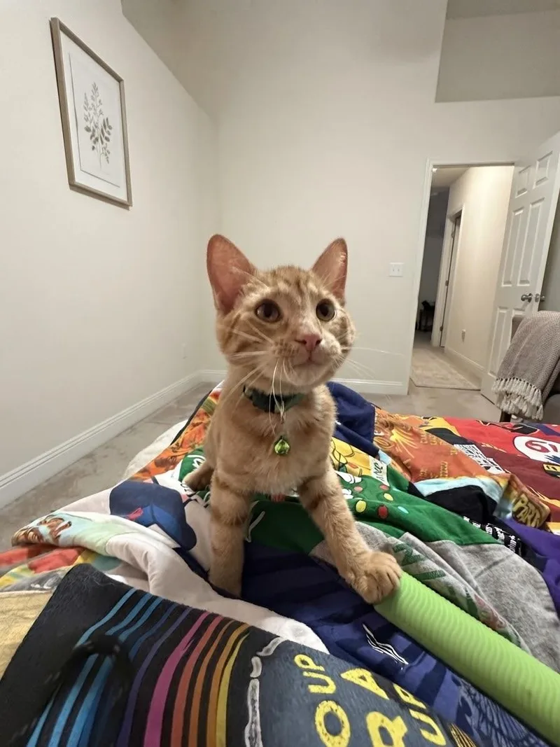 A young small-sized male Orange / Red American Shorthair cat named George for adoption in Maitland, FL