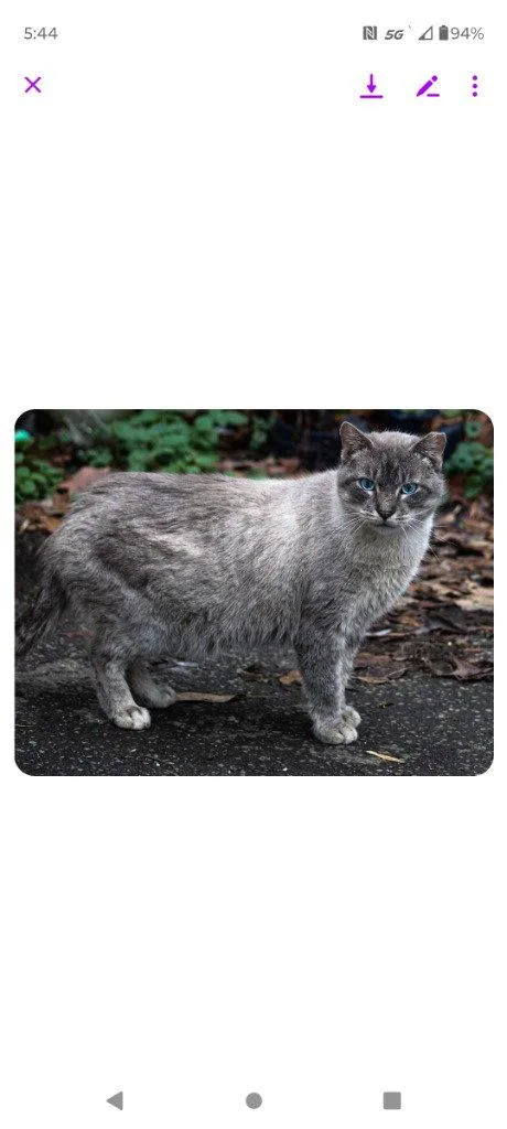 An adult medium-sized male Siamese cat named Smokey bones for adoption in Cromwell, KY