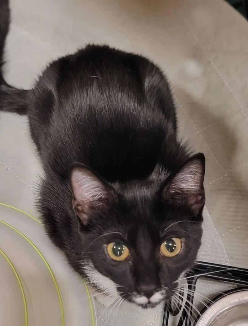 A young medium-sized female Domestic Short Hair cat named Juniper for adoption in Boynton Beach, FL