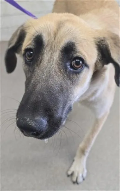 A young large-sized female German Shepherd Dog dog named Angelica for adoption in San Bernardino, CA