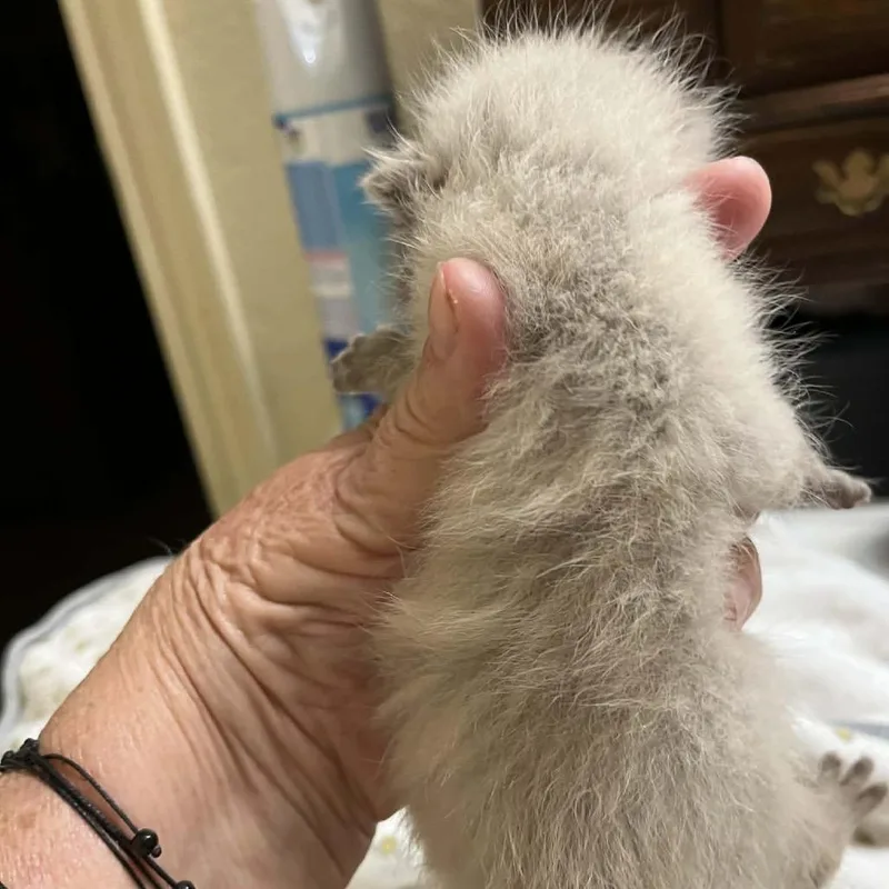 A baby small-sized female Cream / Ivory Siamese cat named Fish for adoption in Baytown, TX