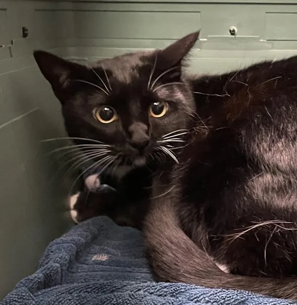 A young medium-sized female Domestic Short Hair cat named Gigi for adoption in San Diego, CA