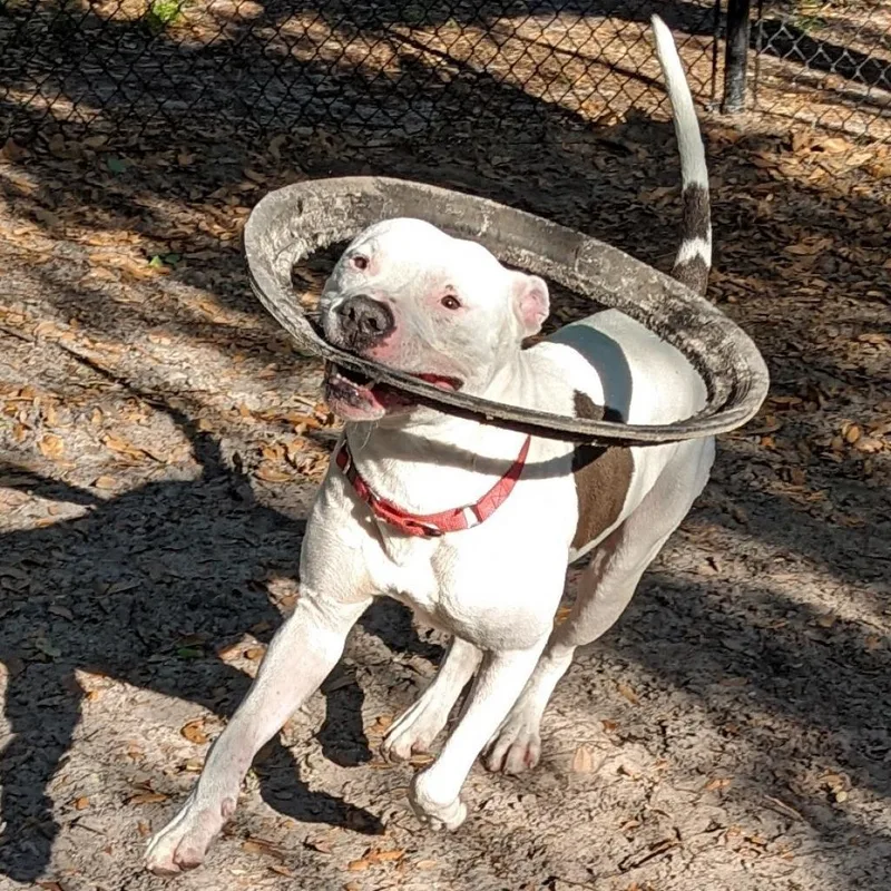 A senior large-sized male White / Cream Mixed Breed dog named Knox for adoption in Port Charlotte, FL