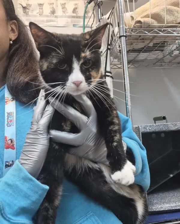An adult medium-sized female Domestic Short Hair cat named Luna Ray for adoption in New York, NY