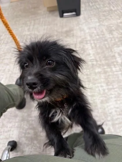 An adult small-sized female Terrier dog named Emma for adoption in Gastonia, NC