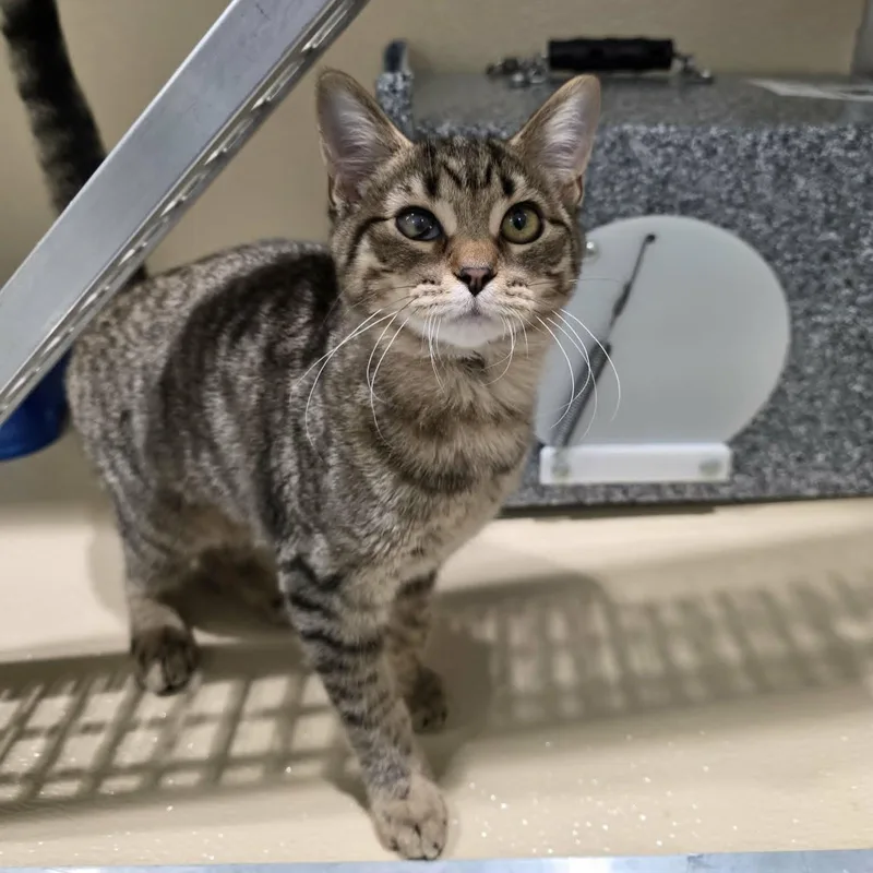 A baby medium-sized female Tabby (Brown / Chocolate) Domestic Short Hair cat named Dove for adoption in Umatilla, FL
