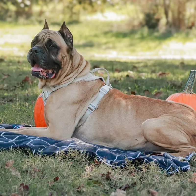 A senior large-sized female Cane Corso dog named Shea for adoption in Madisonville, KY