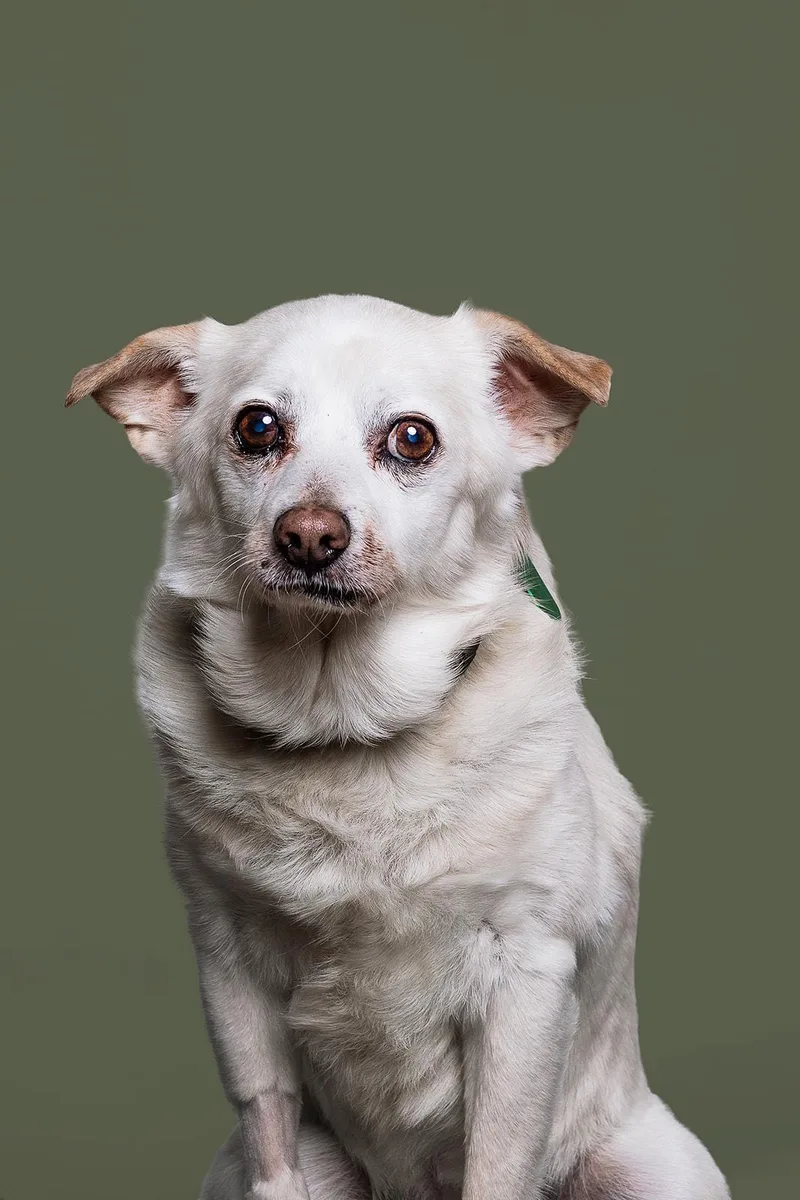 A senior small-sized male Chihuahua dog named Fred for adoption in Bowdoin, ME