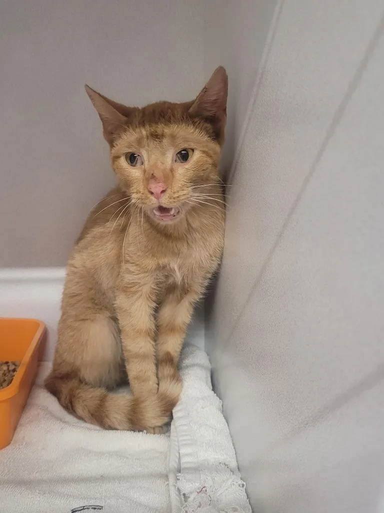 A young large-sized male Domestic Short Hair cat named Mittins for adoption in Huntsville, TX