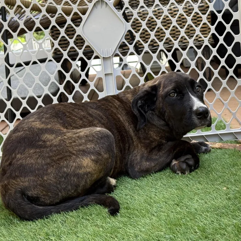 A young medium-sized female Brindle Pit Bull Terrier dog named Kira Watanabe for adoption in manchester, PA