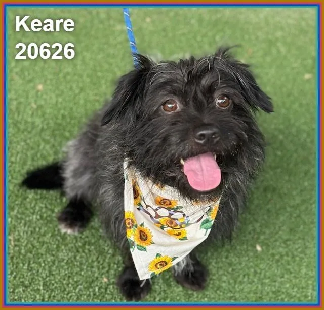 A young small-sized female Gray / Blue / Silver Terrier dog named Keare for adoption in Marietta, GA