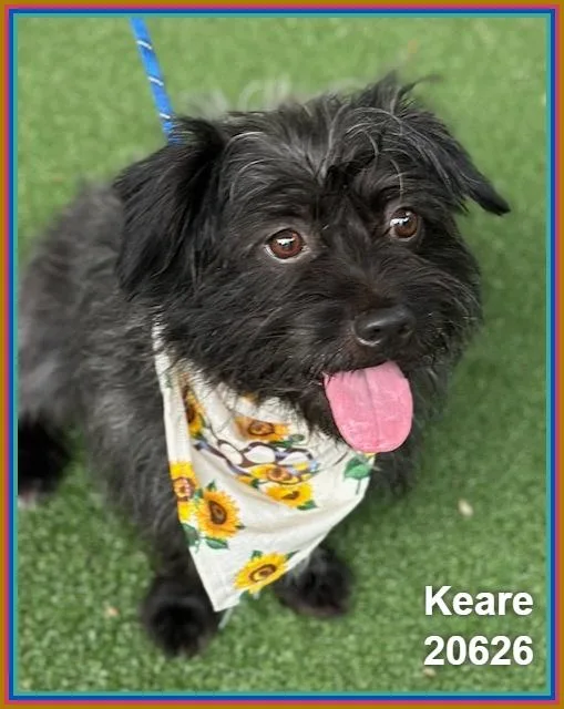 Keare thumbnail 4