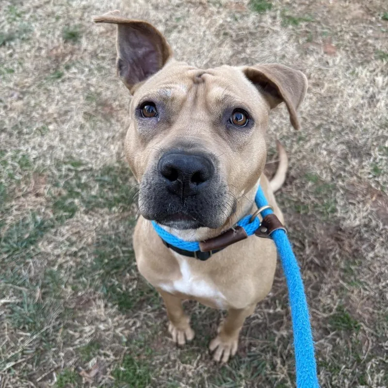 An adult medium-sized female Yellow / Tan / Blond / Fawn Plott Hound dog named Honey for adoption in Mooresville, NC