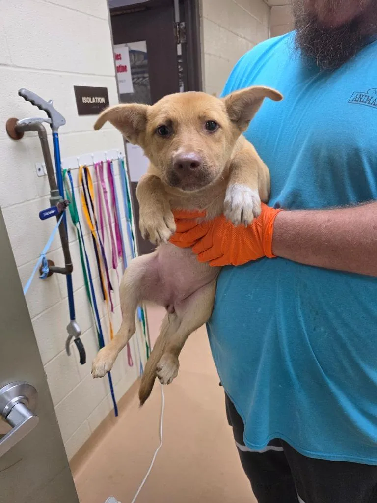 A baby large-sized female Shepherd dog named Jackie for adoption in Nacogdoches, TX