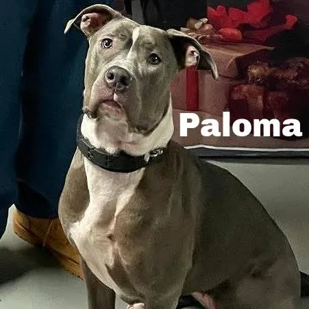 Paloma
