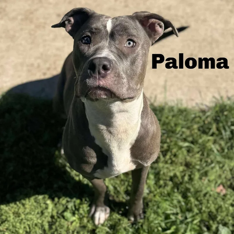 Paloma thumbnail 2
