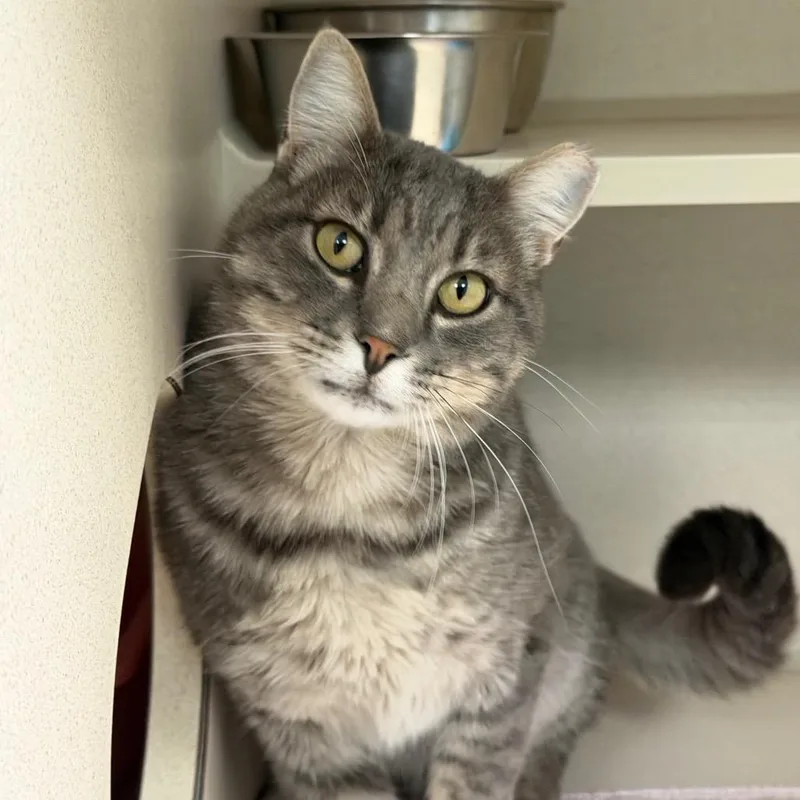 An adult large-sized male Gray / Blue / Silver American Shorthair cat named Smokey for adoption in Durango, CO