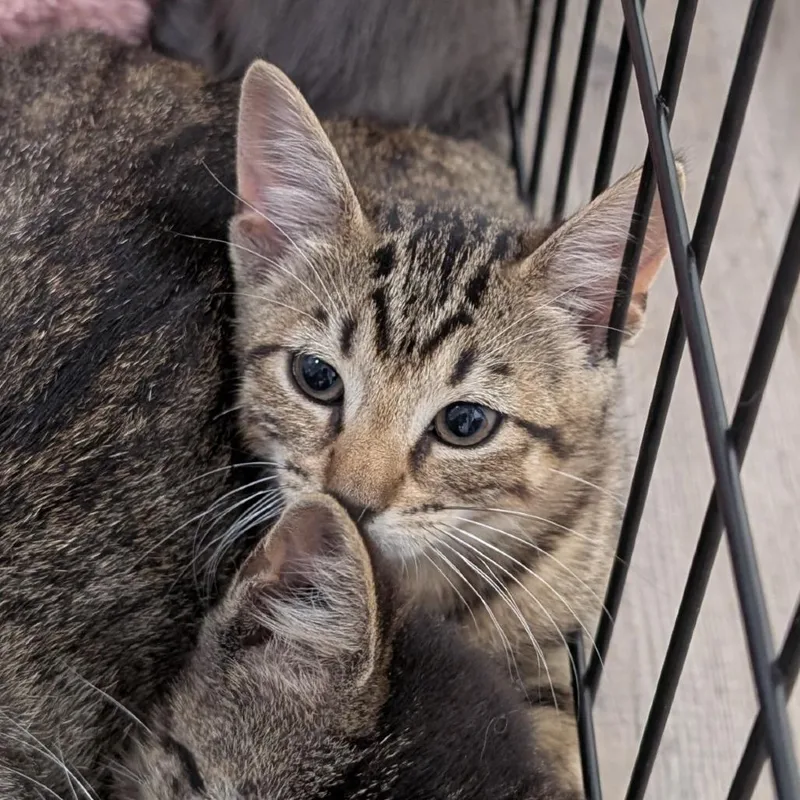 A baby small-sized female Brown / Chocolate Domestic Short Hair cat named Rosie for adoption in Buchanan Dam, TX