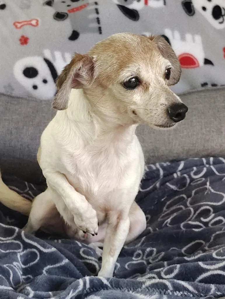 A senior small-sized male Chihuahua dog named Vernon for adoption in Fort Worth, TX