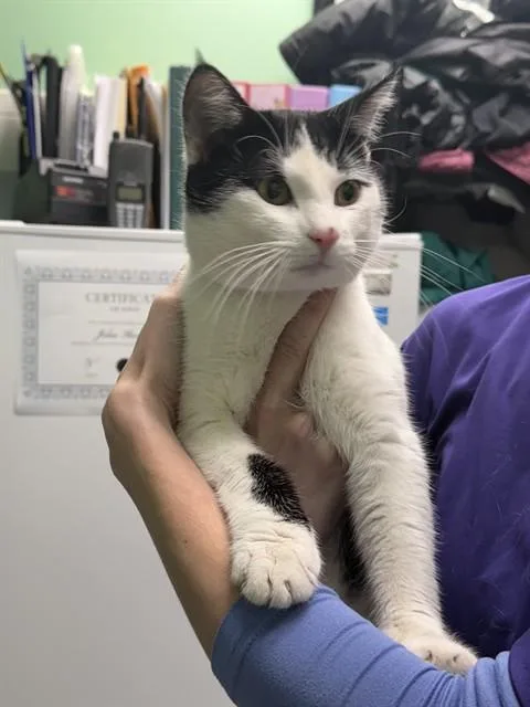 A young medium-sized male Domestic Short Hair cat named Pesto for adoption in Killeen, TX