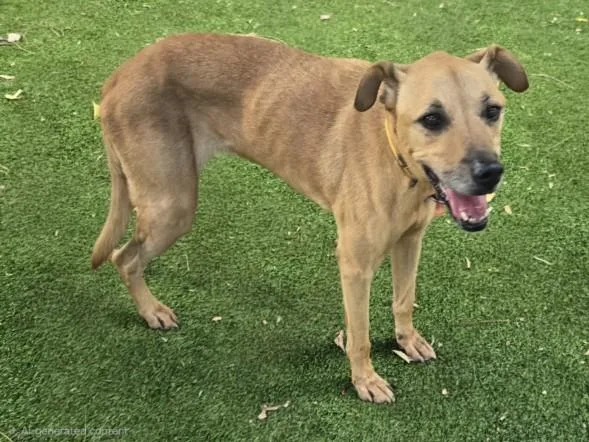 Ziggy