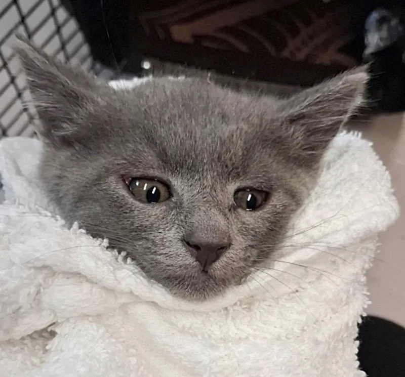 A baby medium-sized female Domestic Short Hair cat named Isabelle for adoption in Burnsville, NC