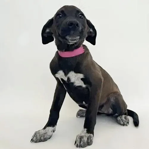 A baby small-sized female Black Labrador Retriever dog named Trick for adoption in Saint Louis, MO