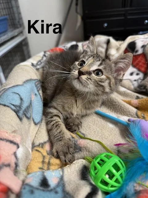 A baby medium-sized female Tabby (Gray / Blue / Silver) Domestic Short Hair cat named Kira for adoption in Millerstown, PA