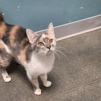 An adult small-sized female Domestic Short Hair cat named Potion for adoption in Janesville, WI