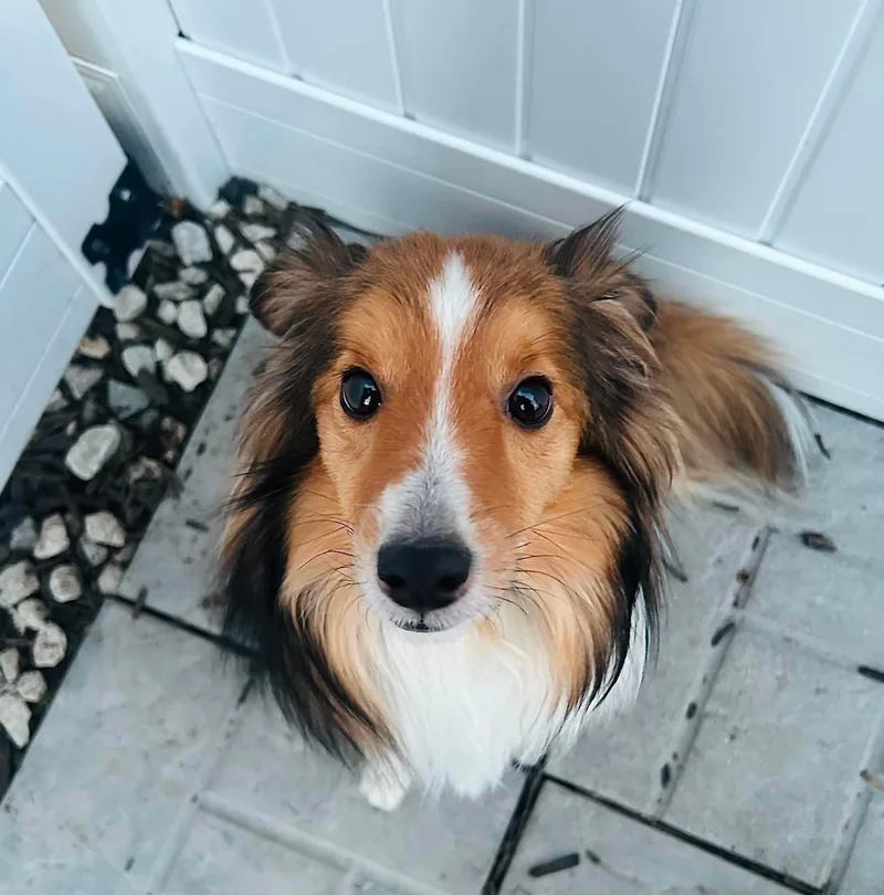 An adult medium-sized male Tricolor (Brown, Black, & White) Shetland Sheepdog / Sheltie dog named Findley for adoption in Lincoln, NE