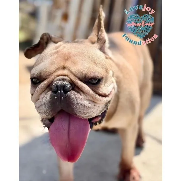 An adult small-sized male Yellow / Tan / Blond / Fawn French Bulldog dog named Dynamite Duke Coh for adoption in Inglewood, CA