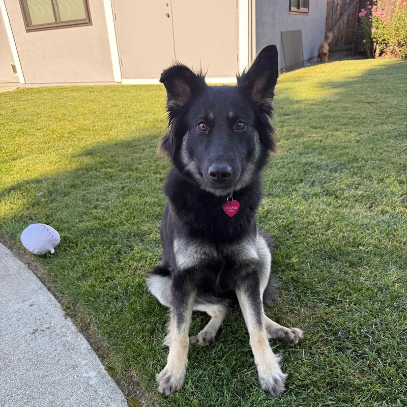 An adult medium-sized female Black German Shepherd Dog dog named Xena for adoption in Pleasanton, CA