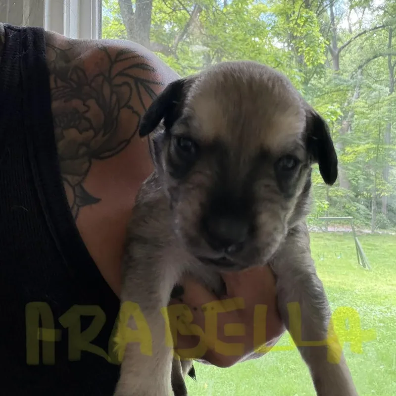 NY Arrabella Avail Jul thumbnail 2