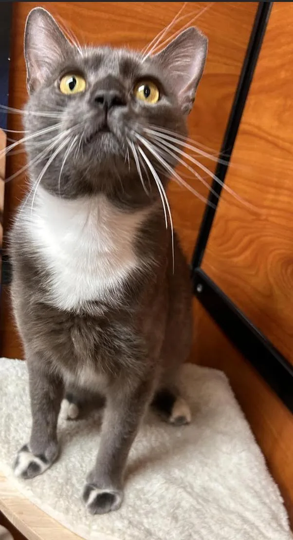 A young medium-sized male Gray & White Domestic Short Hair cat named Ghost for adoption in Long Beach, NY