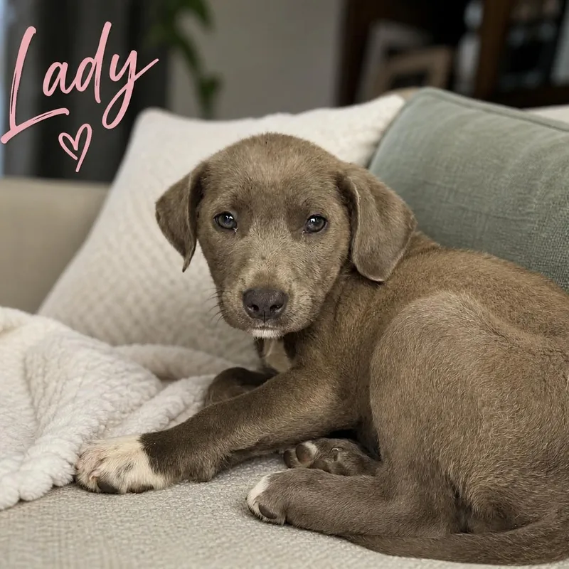 A baby medium-sized female Labrador Retriever dog named Lady for adoption in Carmel, NY