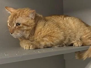 An adult medium-sized male Orange & White Domestic Short Hair cat named Butterscotch for adoption in Phoenix, AZ