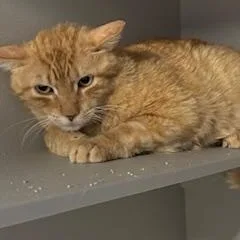 Butterscotch thumbnail 2