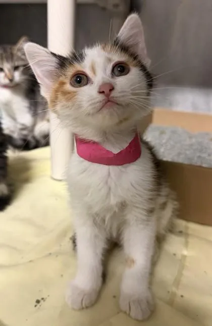 A baby medium-sized female Calico Domestic Short Hair cat named Starburst for adoption in Lafayette, IN